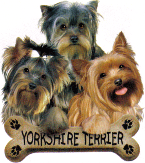 bone_yorkshire_terrier_puppy_puppies[1]