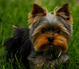 Yorkshire_terrier_yorkie_yorky_by_houstonryan[1]